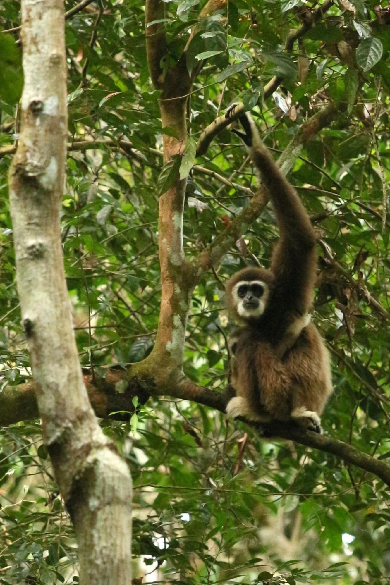 Magpie Homestay & Jungle Trekking Especially For Guest Trekking With Us Букит-Лаванг Экстерьер фото