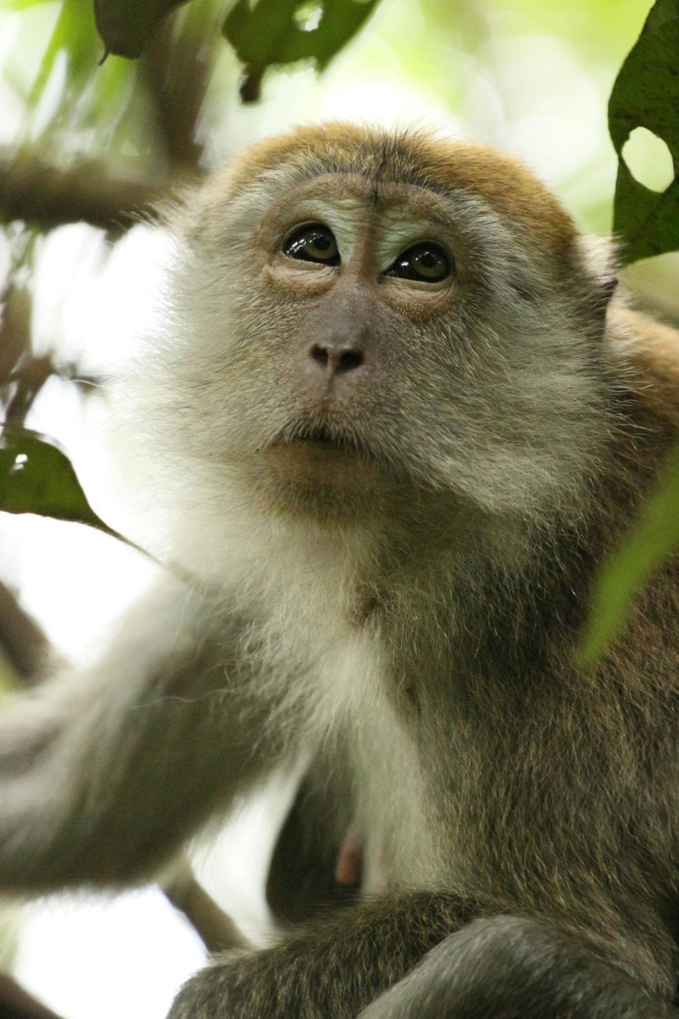 Magpie Homestay & Jungle Trekking Especially For Guest Trekking With Us Букит-Лаванг Экстерьер фото